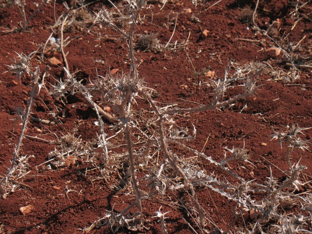 115 tistlar 115 tistlar