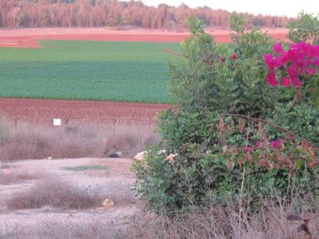 137 förlorad mark faqqua´h 137 förlorad mark faqqua´h